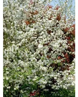Common Wild Apple