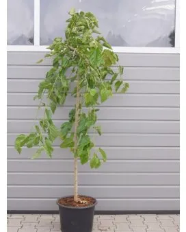 Weeping Mulberry