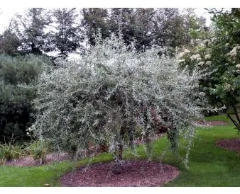 Willow-leaved pear